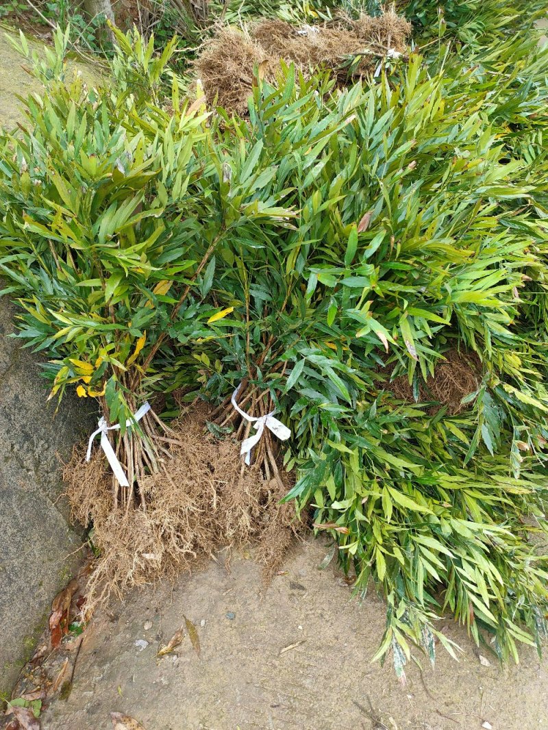 十大公劳园林绿化工程用苗常绿植物
