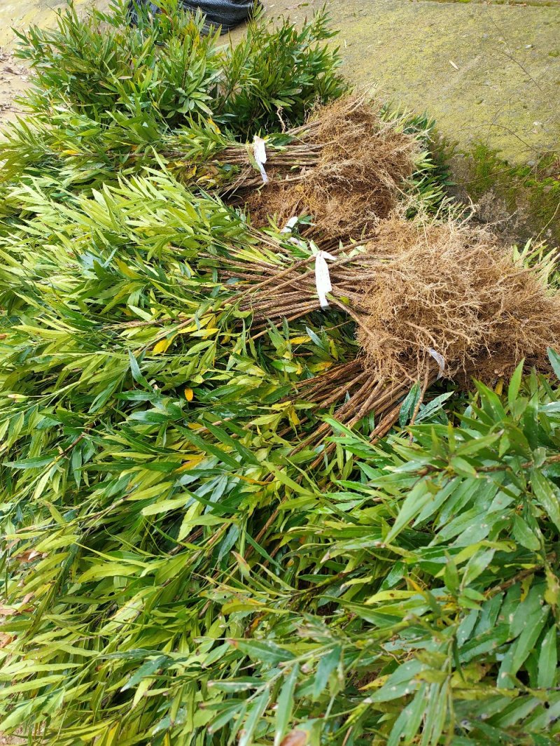 十大公劳园林绿化工程用苗常绿植物