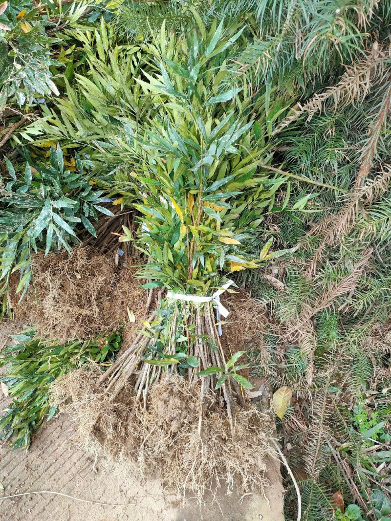 十大公劳园林绿化工程用苗常绿植物
