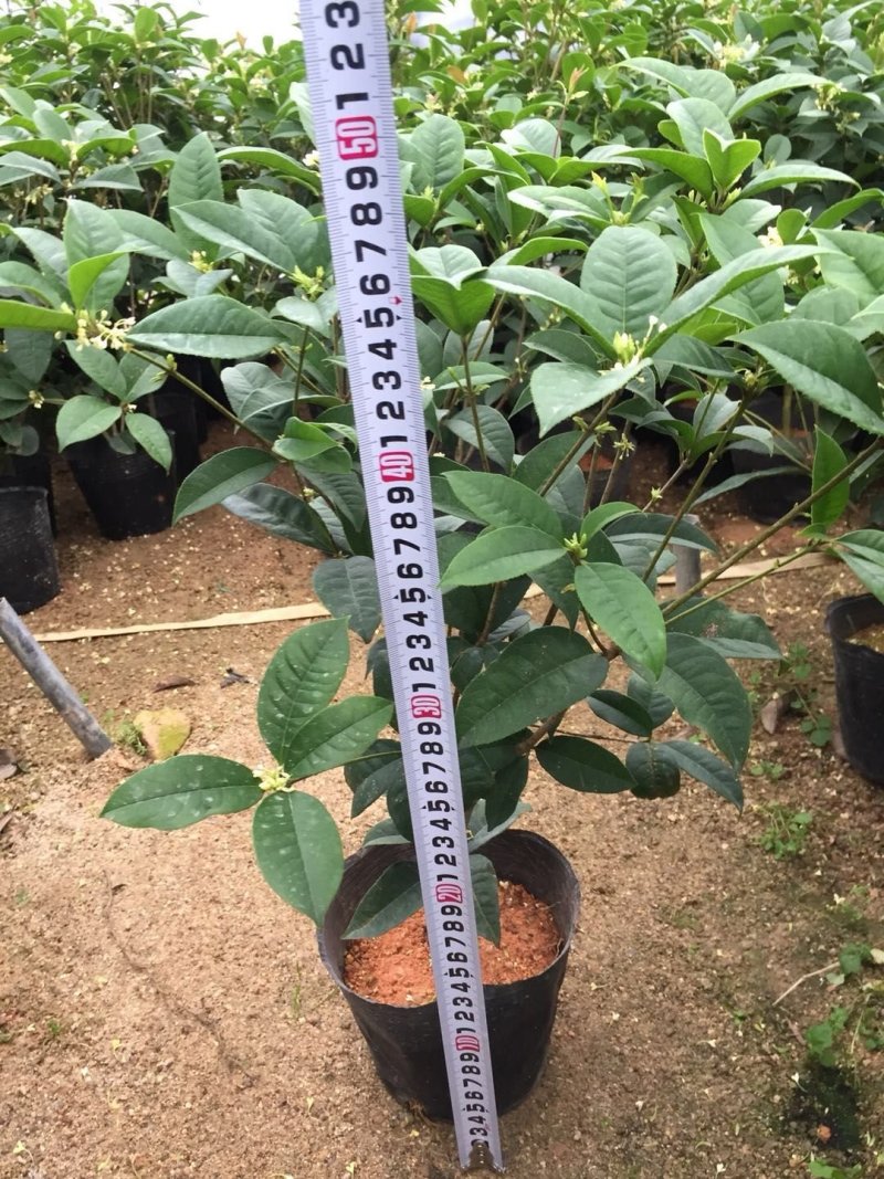 四季桂花球开花清香适合办公室