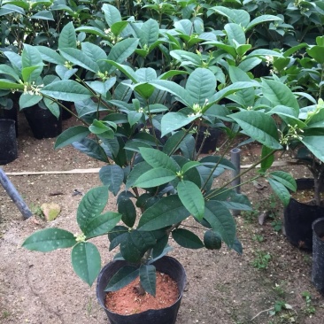 四季桂花球开花清香适合办公室