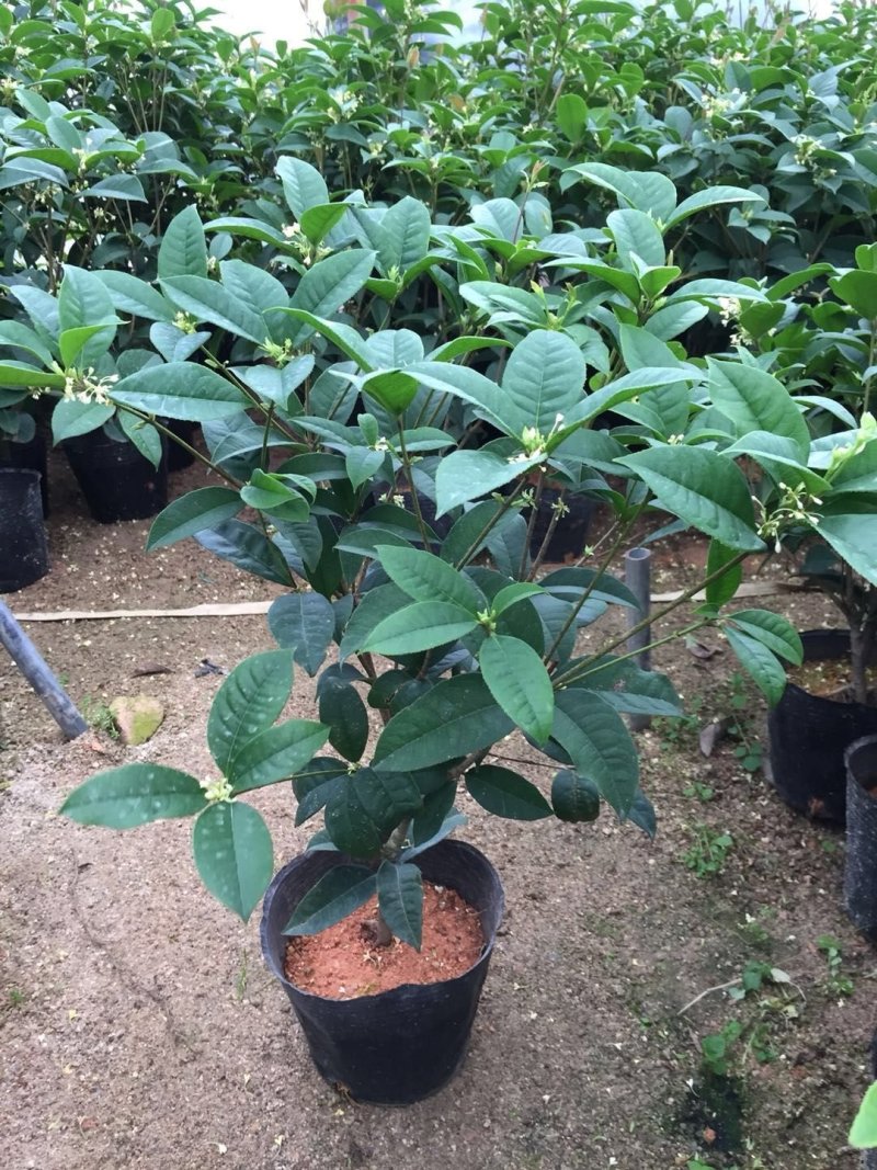 四季桂花球开花清香适合办公室