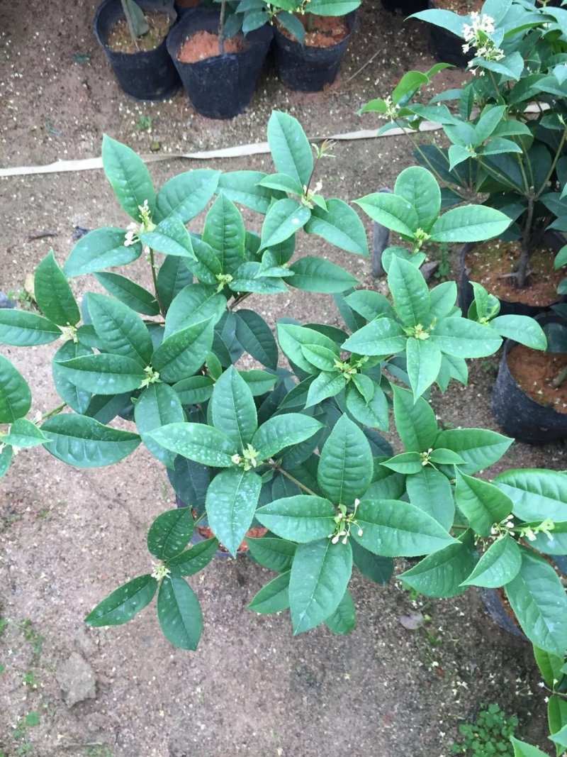 四季桂花球开花清香适合办公室