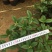 四季桂花球开花清香适合办公室