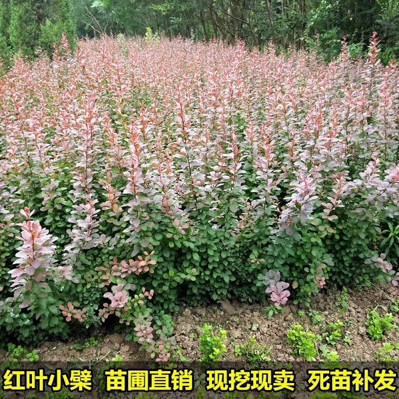 红叶小檗苗彩色绿篱色块红叶小波苗庭院行道工程绿化苗木