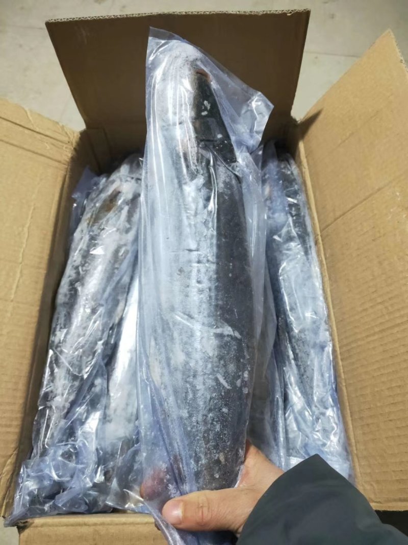 马鲛鱼(去头马鲛鱼块)新鲜现切马交鱼块新鲜鲅鱼块海鱼海鲜