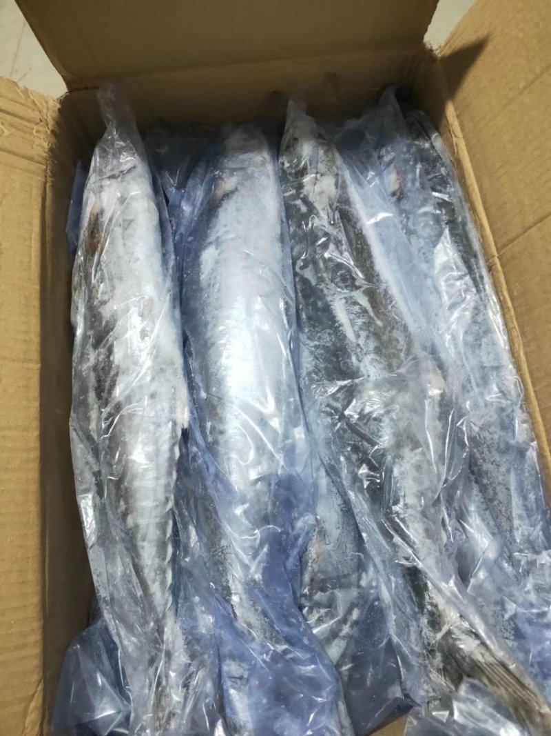 马鲛鱼(去头马鲛鱼块)新鲜现切马交鱼块新鲜鲅鱼块海鱼海鲜