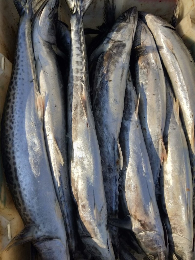 马鲛鱼(去头马鲛鱼块)新鲜现切马交鱼块新鲜鲅鱼块海鱼海鲜