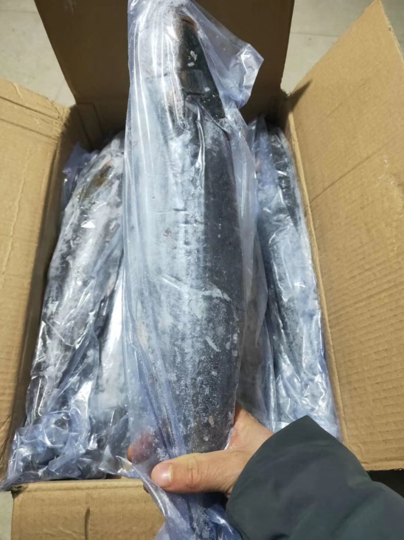 马鲛鱼(去头马鲛鱼块)新鲜现切马交鱼块新鲜鲅鱼块海鱼海鲜