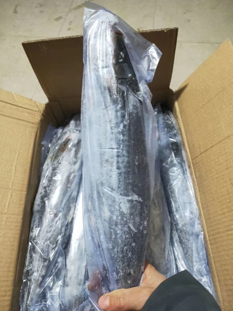 马鲛鱼(去头马鲛鱼块)新鲜现切马交鱼块新鲜鲅鱼块海鱼海鲜