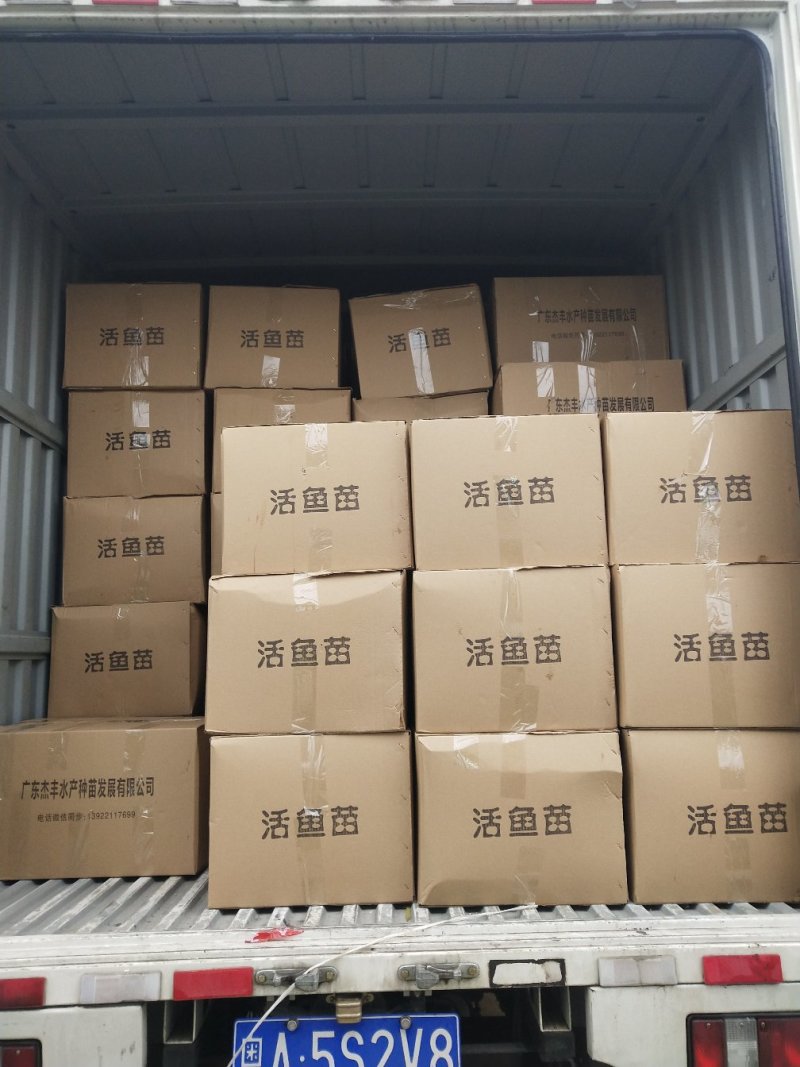 【鳕鱼苗】银雪鱼苗大鳞耙鱼苗批发~基地直供~技术指导养殖