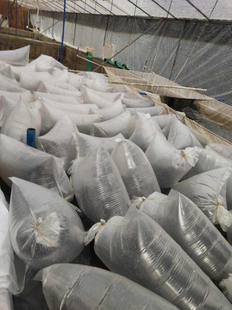 【鳕鱼苗】银雪鱼苗大鳞耙鱼苗批发~基地直供~技术指导养殖