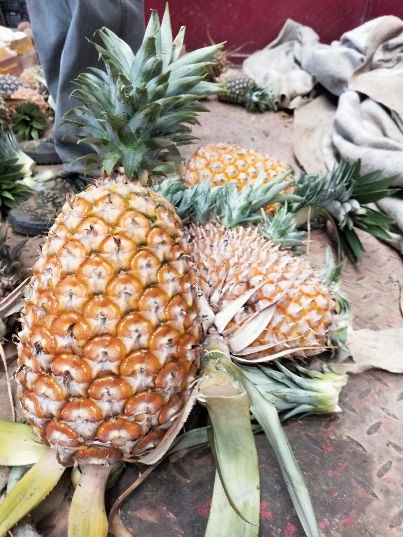 凤梨