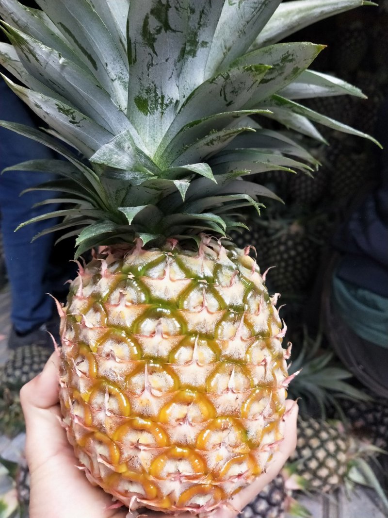 凤梨