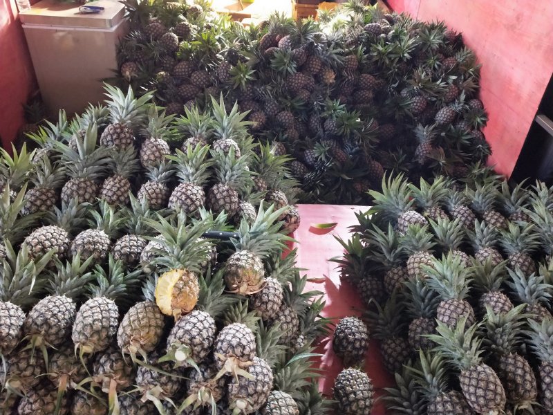 凤梨