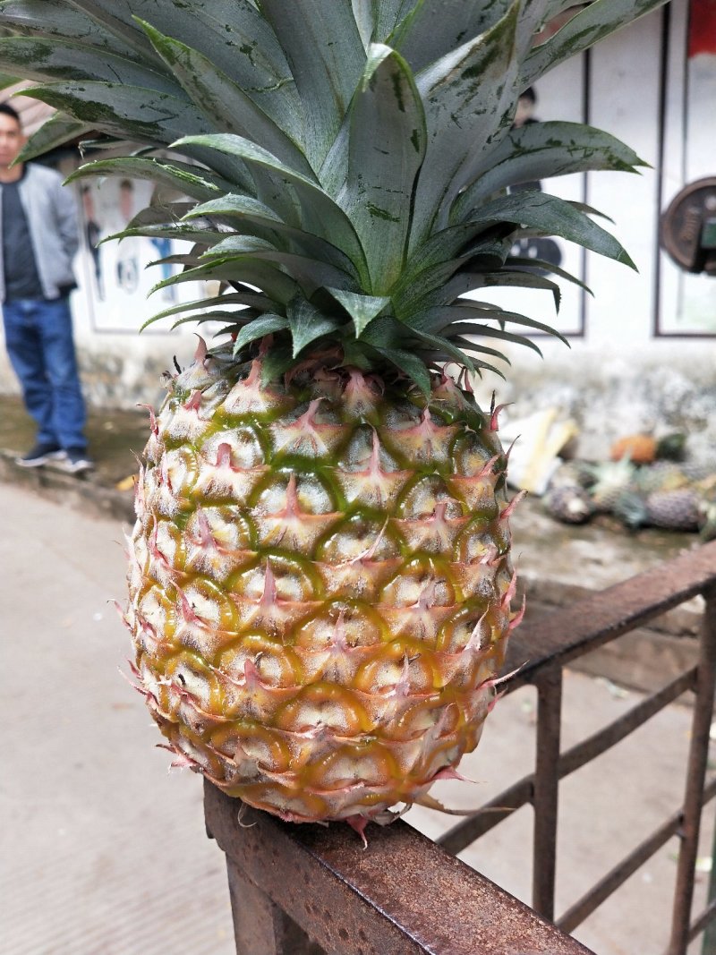 凤梨