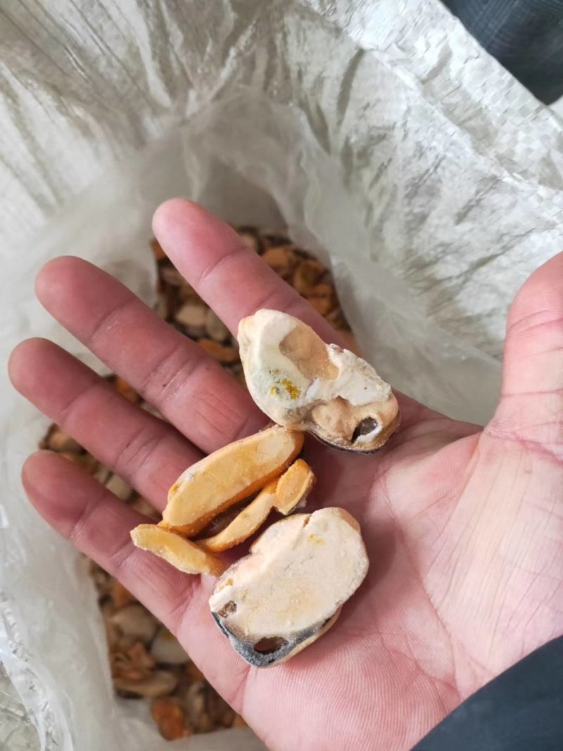 海虹肉淡菜海虹淡菜贻贝青口贝海虹肉壳菜海鲜