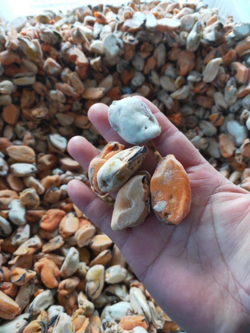 海虹肉淡菜海虹淡菜贻贝青口贝海虹肉壳菜海鲜
