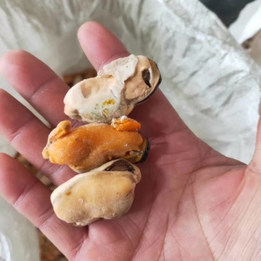 海虹肉淡菜海虹淡菜贻贝青口贝海虹肉壳菜海鲜