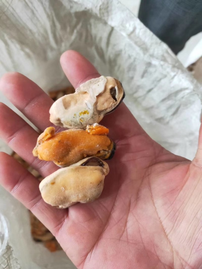海虹肉淡菜海虹淡菜贻贝青口贝海虹肉壳菜海鲜