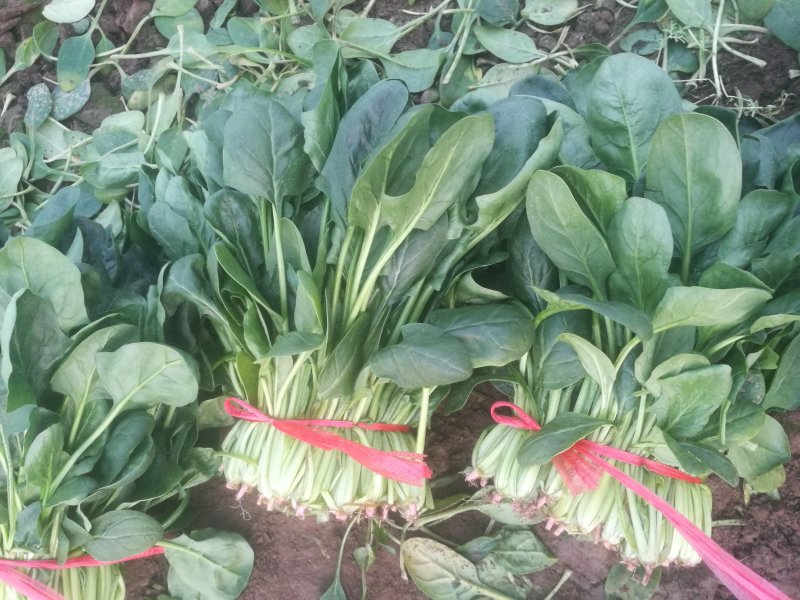 菠菜