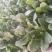 菠菜