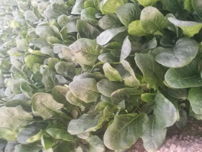 菠菜
