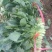 菠菜