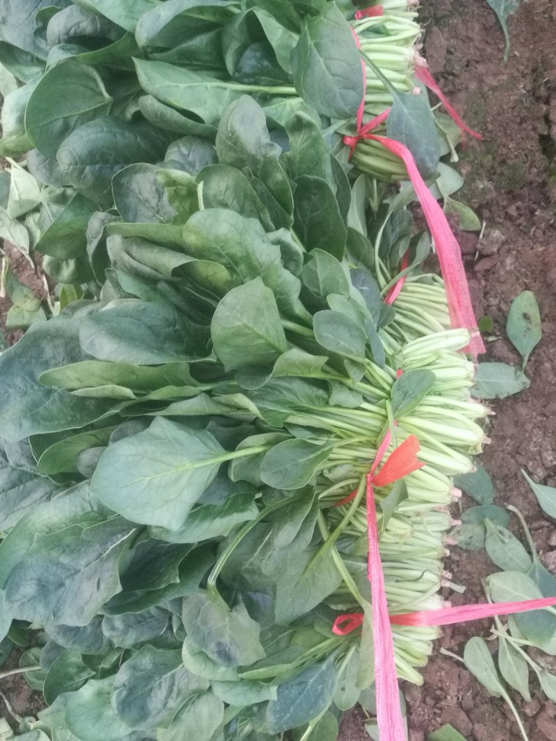 菠菜