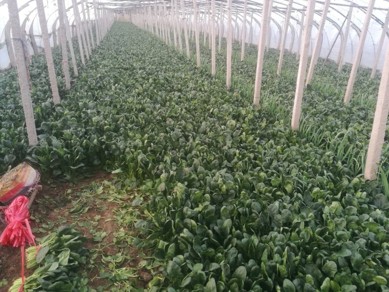 菠菜