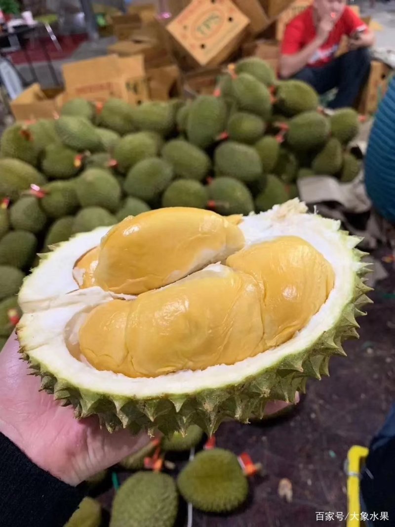 泰国榴莲，甲仑、托曼尼