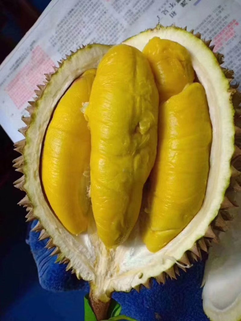 泰国榴莲，甲仑、托曼尼