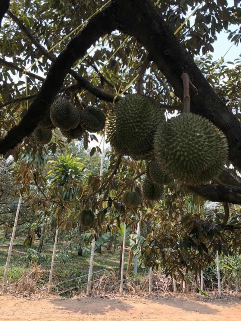 泰国榴莲，甲仑、托曼尼