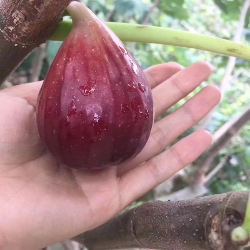 无花果苗波姬红无花果苗大青皮无花果苗