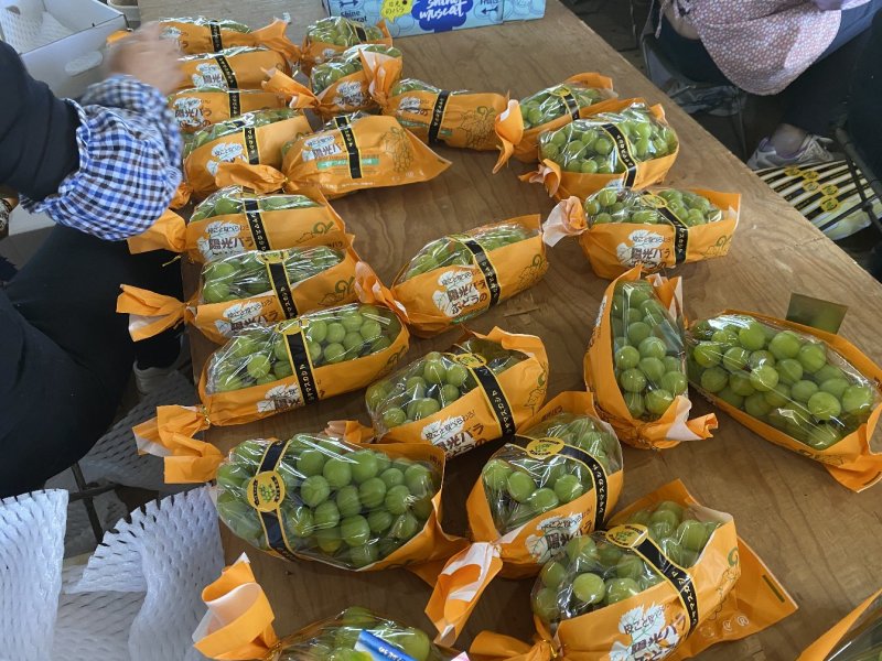 阳光玫瑰