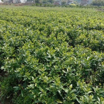 沃柑苗，091沃柑苗，无核沃柑