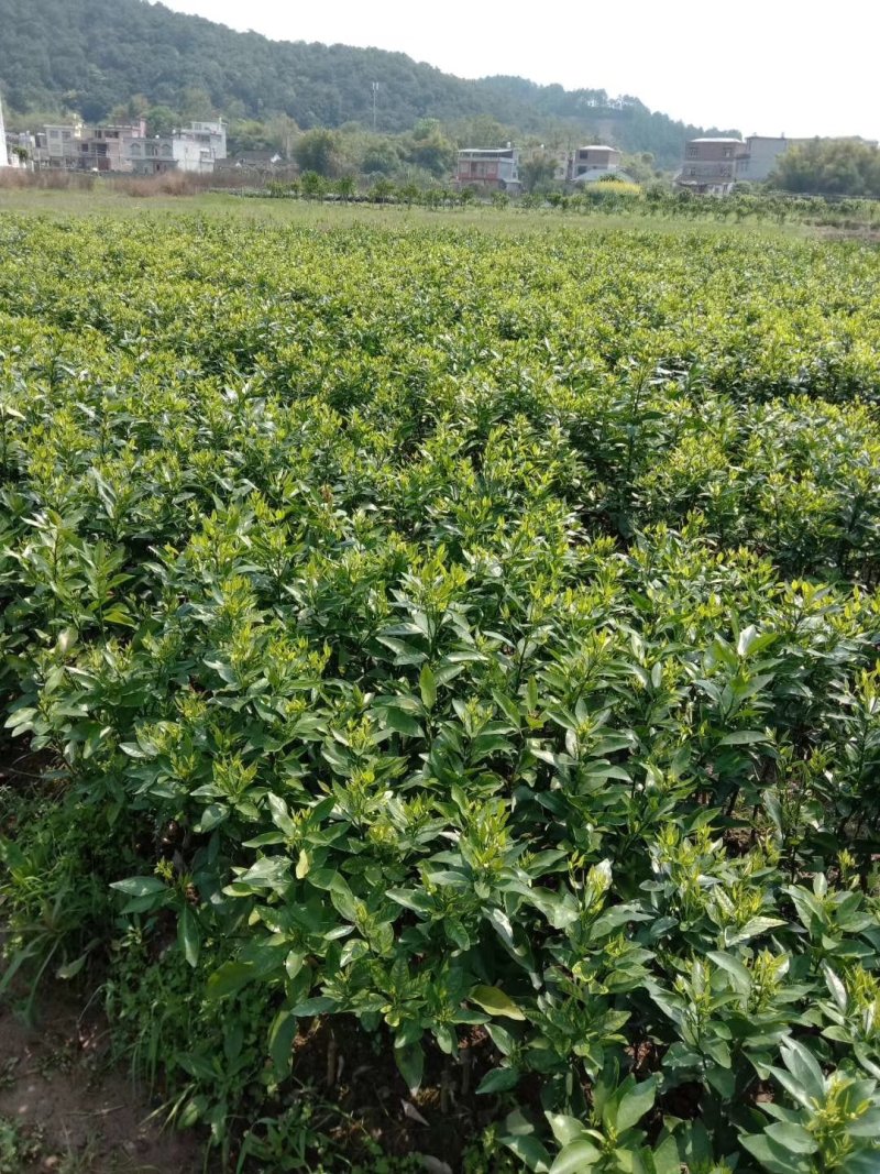 沃柑苗，091沃柑苗，无核沃柑