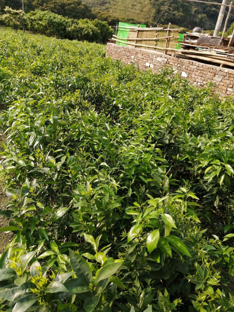 沃柑苗，091沃柑苗，无核沃柑