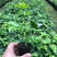 百香果苗紫香一号百香果苗高产量当年种植当年结果