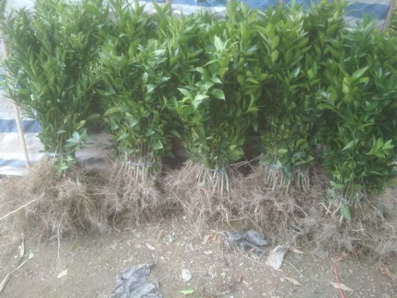 优质091无核沃柑苗