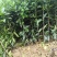 优质091无核沃柑苗