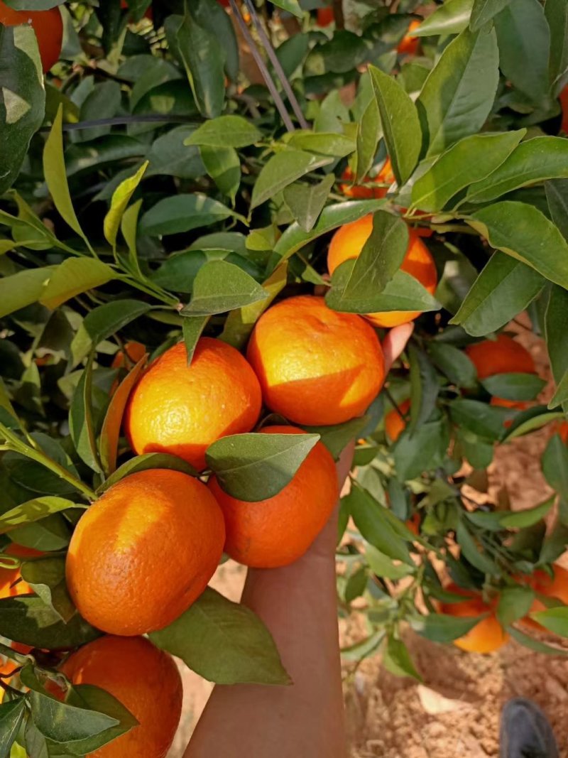 沃柑苗，普通沃柑