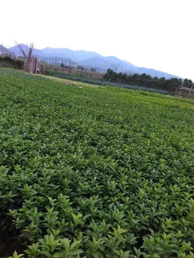 沃柑苗，普通沃柑