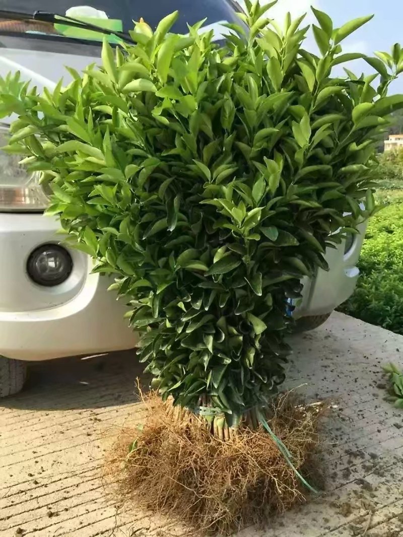 沃柑苗，普通沃柑