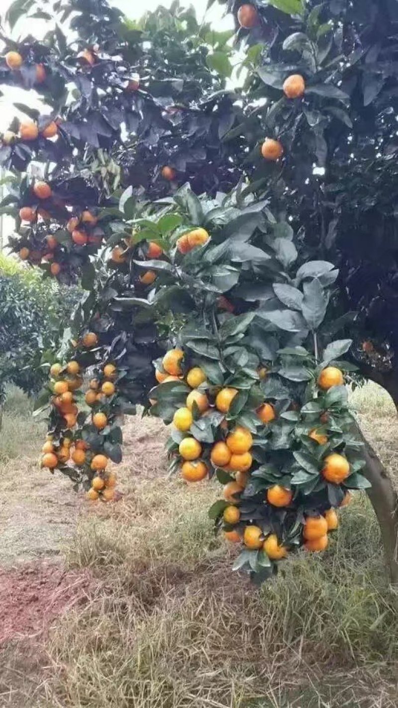 金秋沙糖桔苗，优质苗木，高产，稳产
