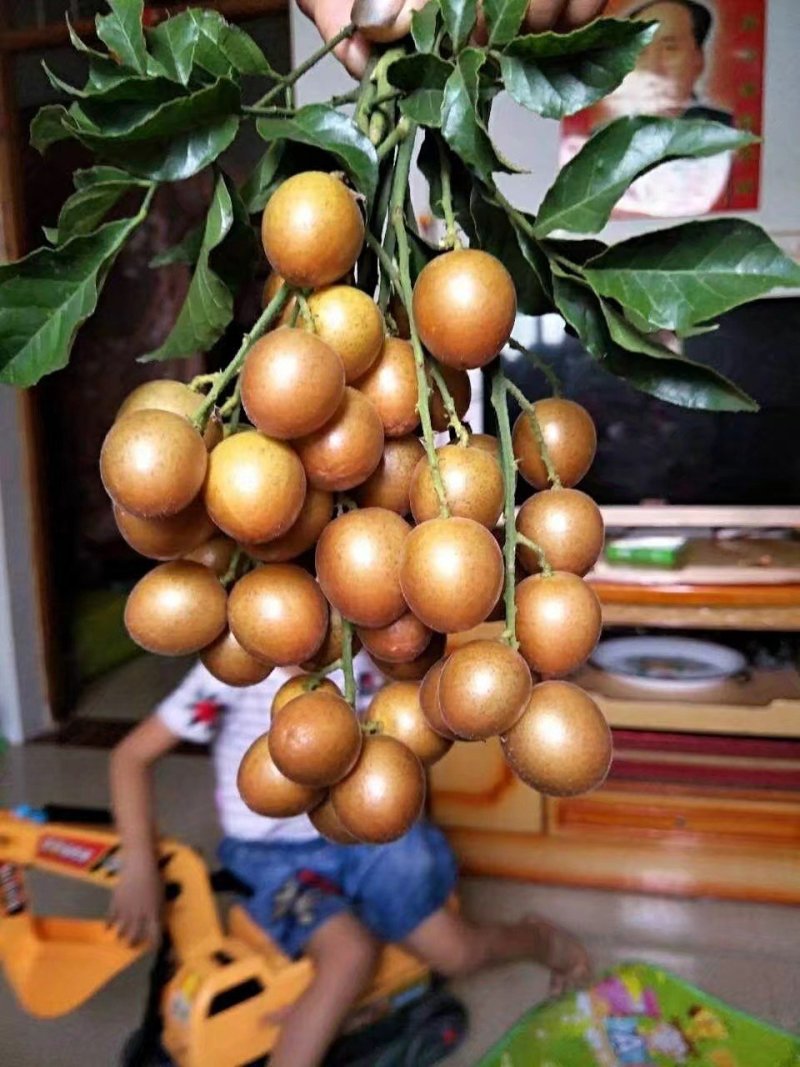 纯品大鸡心黄皮苗，高产，稳产，优质一级苗