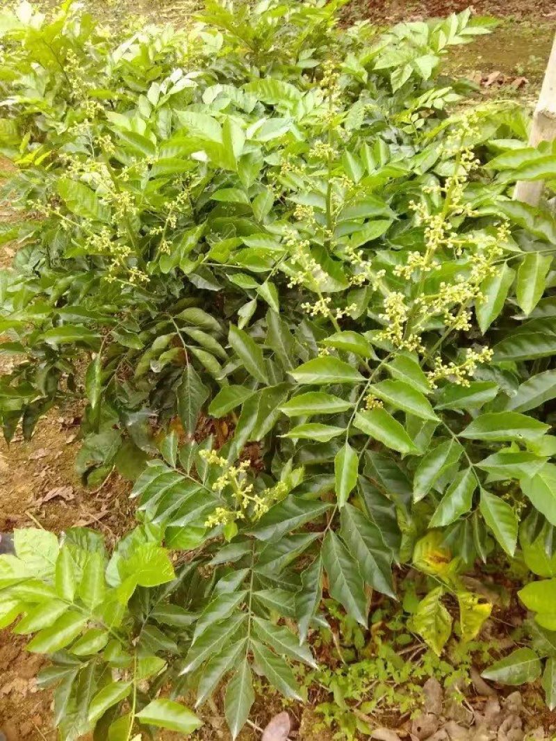 纯品大鸡心黄皮苗，高产，稳产，优质一级苗
