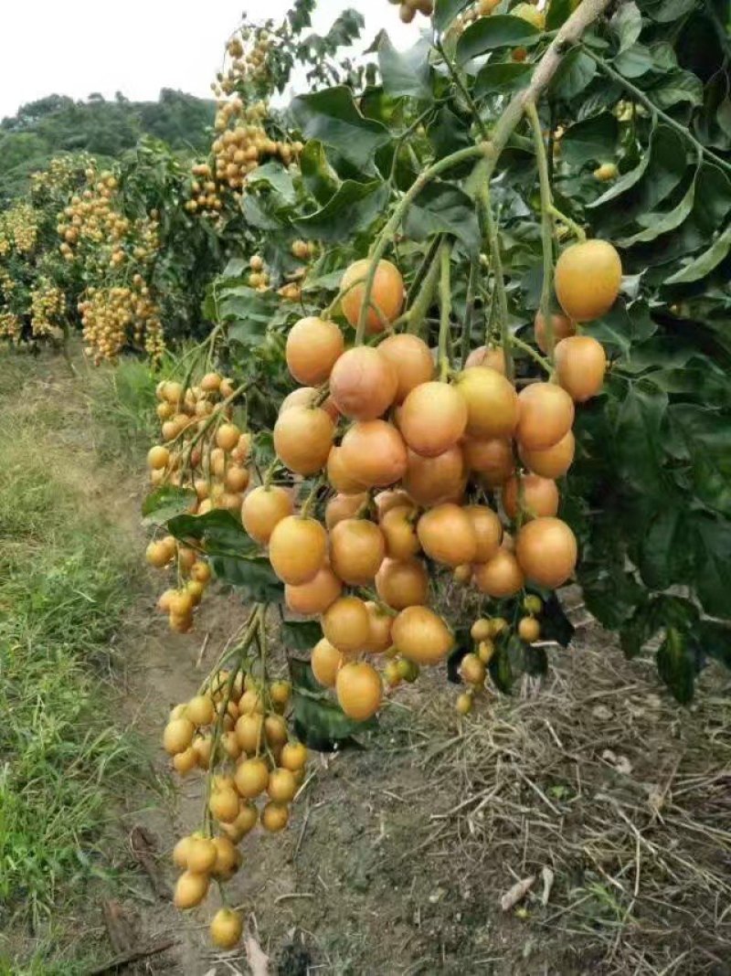 纯品大鸡心黄皮苗，高产，稳产，优质一级苗