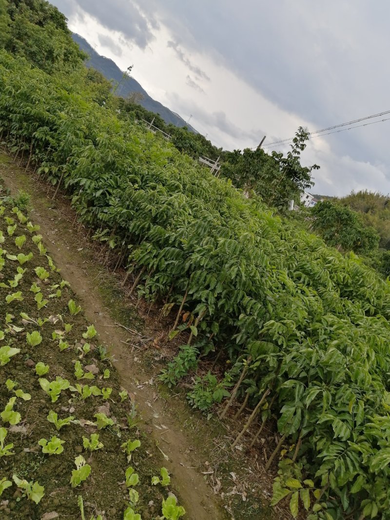 纯品大鸡心黄皮苗，高产，稳产，优质一级苗