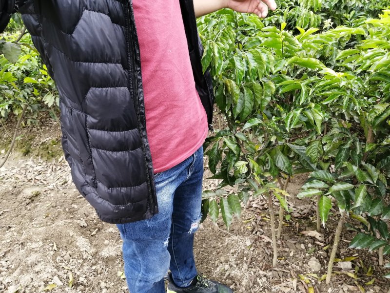 纯品大鸡心黄皮苗，高产，稳产，优质一级苗